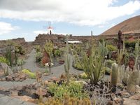 Jardin del cactus